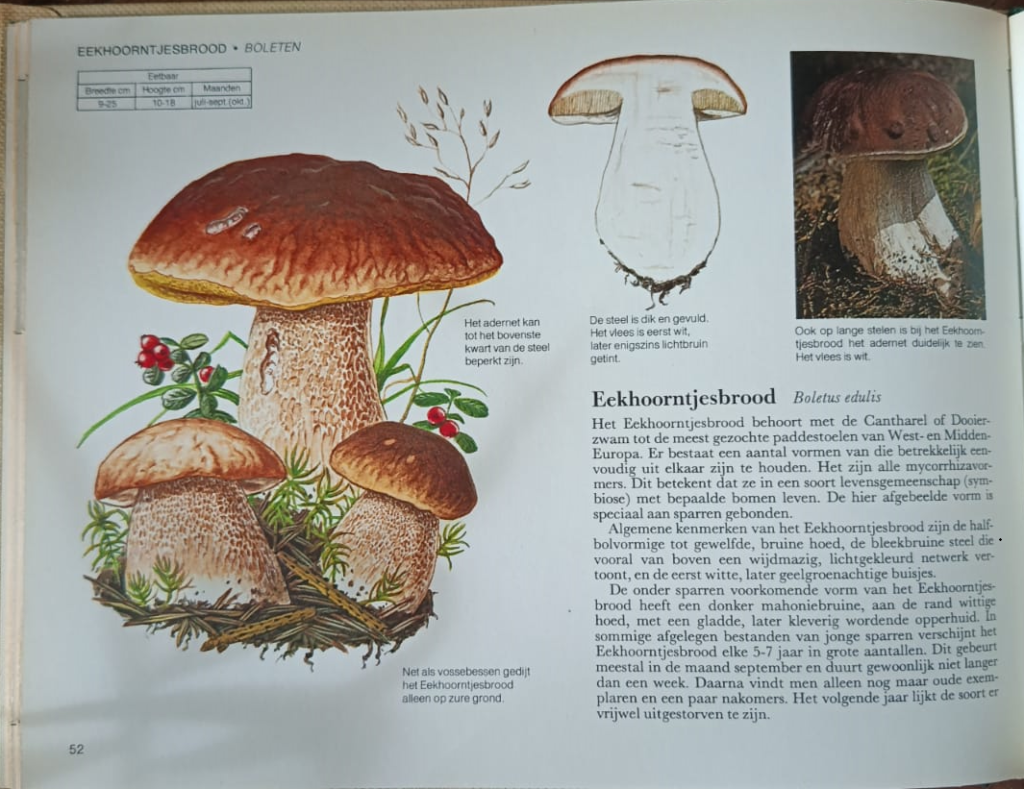Eekhoorntjesbrood